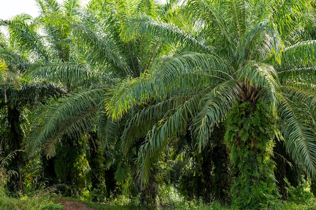 Piantagione di palma da olio Palme foderate a Krabi in Thailandia