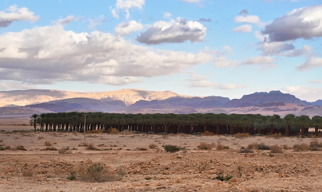 Piantagione di palme nel deserto secco, nuvole sopra le montagne in lontananza