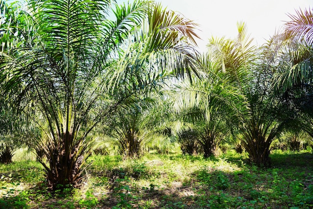 Piantagione di palme, olio di palma con foglie di colture in verde, pianta di alberi tropicali, campi di palme, fattoria agricola naturale