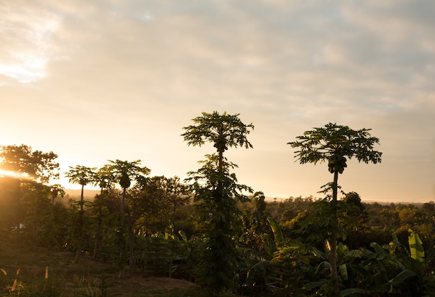 Piantagione di papaya su sfondo di alba