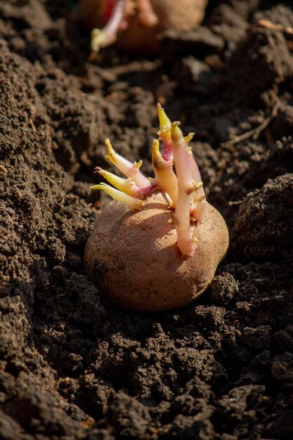 piantagione di patate in agricoltura primaverile patate in mano Focus selettivo Natura