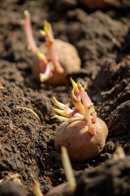 piantagione di patate in agricoltura primaverile patate in mano Focus selettivo Natura