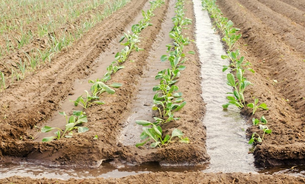 Piantagione di piantine di cavolo nel campo e irrigazione naturale coltivazione di verdure biologiche