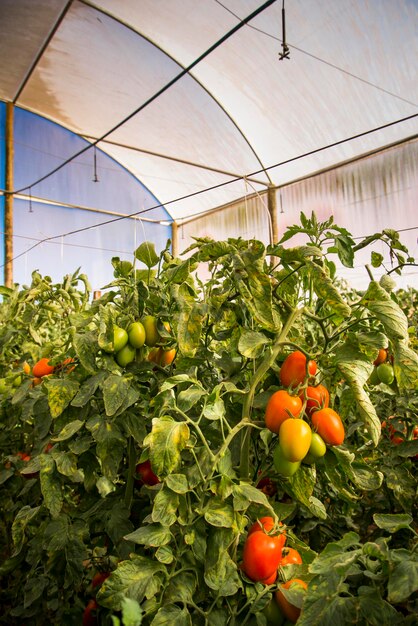 Piantagione di pomodori biologica in serra.