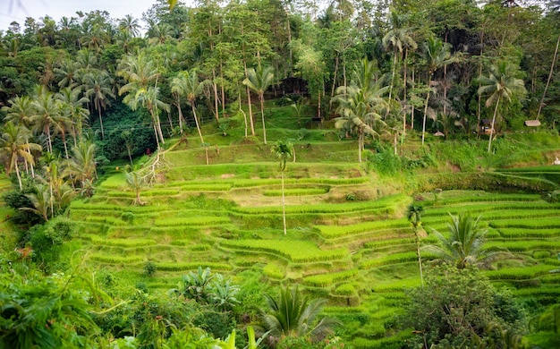 Piantagione di risaie lussureggianti sull'isola di Bali Indonesia