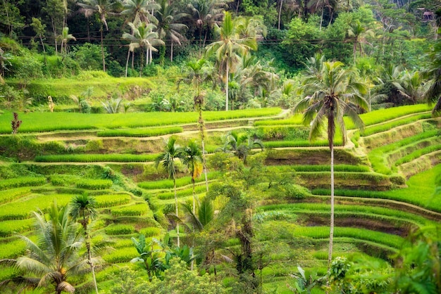 Piantagione di risaie lussureggianti sull'isola di Bali Indonesia
