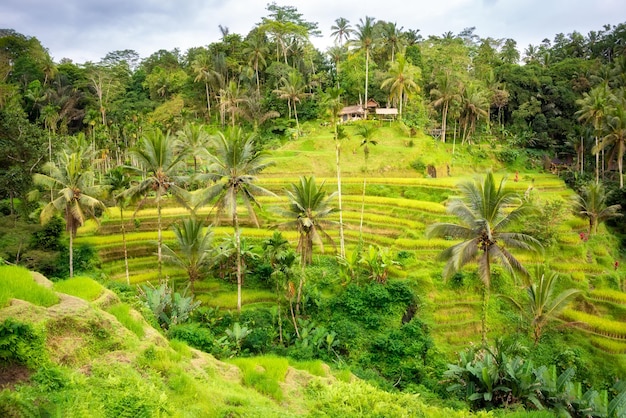 Piantagione di risaie lussureggianti sull'isola di Bali Indonesia