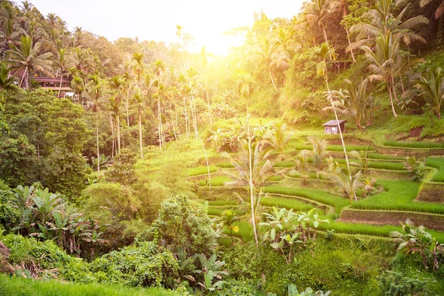 Piantagione di risaie lussureggianti sull'isola di Bali Indonesia