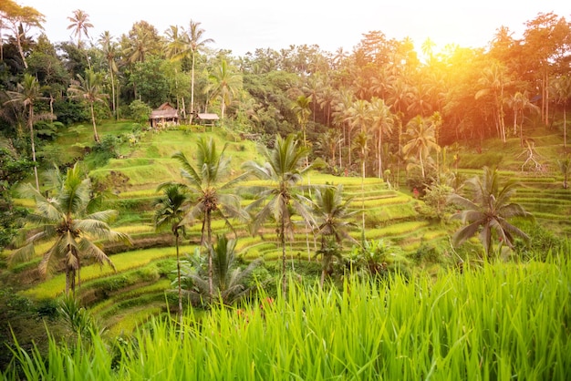 Piantagione di risaie lussureggianti sull'isola di Bali Indonesia