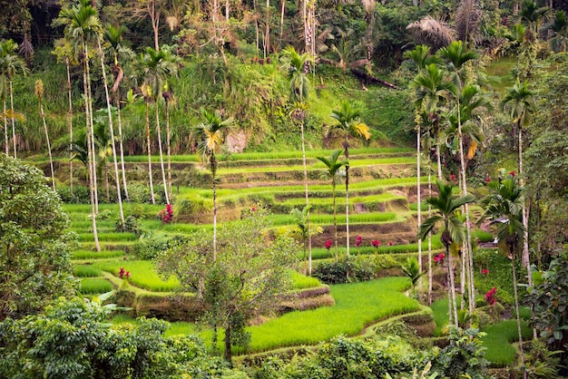 Piantagione di risaie lussureggianti sull'isola di Bali Indonesia