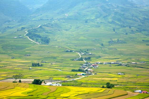 Piantagione di risaie nel paese del Vietnam.