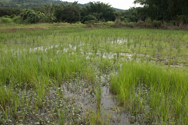 Piantagione di riso biologico, campo di riso Agricoltura