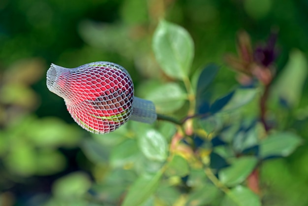 Piantagione di rose