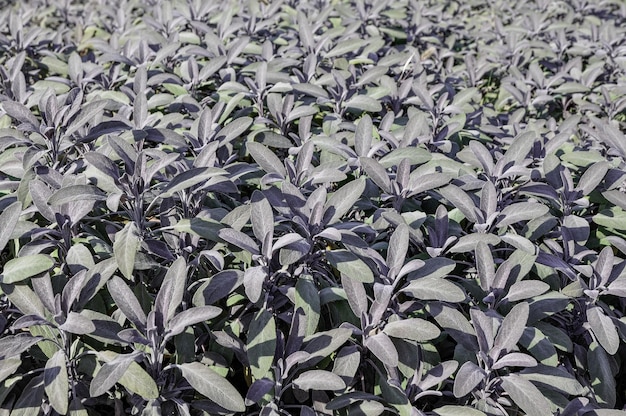 piantagione di salvia, sfondo di foglie