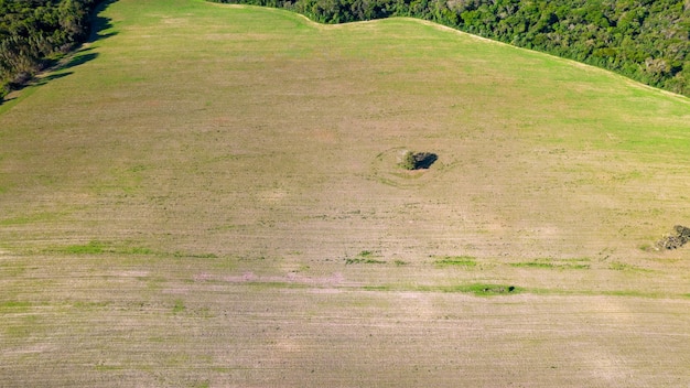 piantagione di soia in Brasile. Campo verde con semi di soia coltivati. Vista aerea