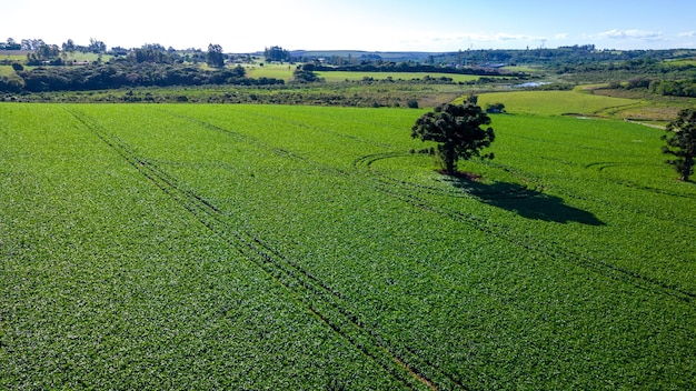 piantagione di soia in Brasile. Campo verde con semi di soia coltivati. Vista aerea