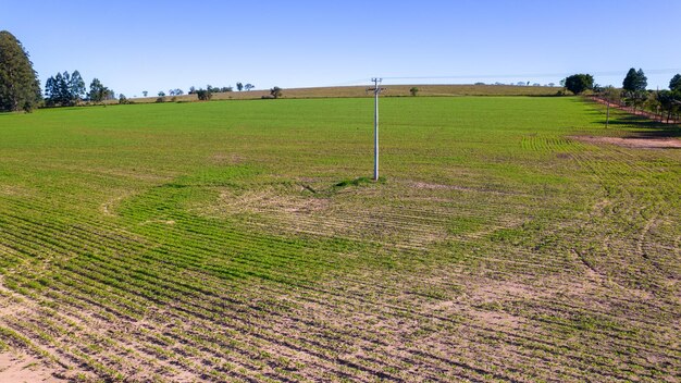 piantagione di soia in Brasile. Campo verde con semi di soia coltivati. Vista aerea