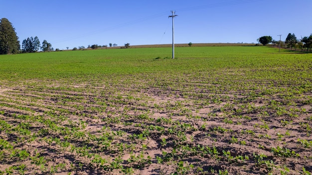 piantagione di soia in Brasile. Campo verde con semi di soia coltivati. Vista aerea