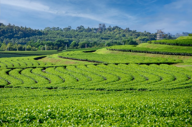 Piantagione di tè a Chiang Rai Thailandia