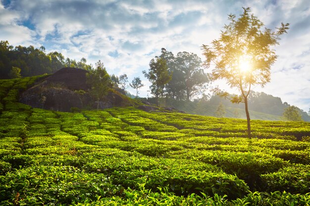 Piantagione di tè al mattino, India