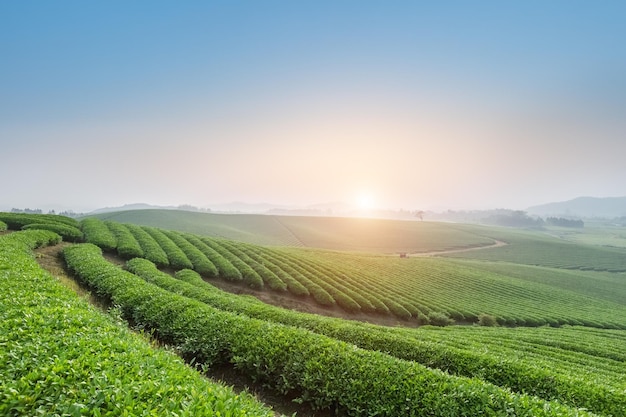 Piantagione di tè al mattino presto bellissimo paesaggio agricolo in primavera