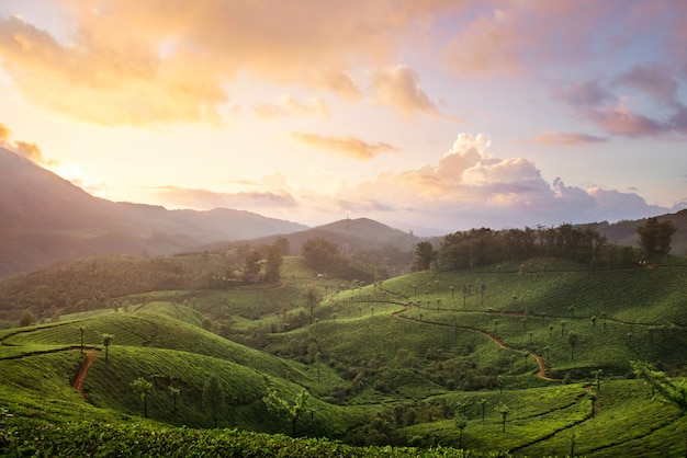 Piantagione di tè al tramonto a Munnar, Kerala, India. Vista del paesaggio di montagna con cielo drammatico.