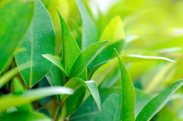 Piantagione di tè con foglie verdi