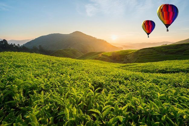 Piantagione di tè della Malesia agli altopiani di Cameron con impulso dell&#39;aria calda nella mattina in Malesia
