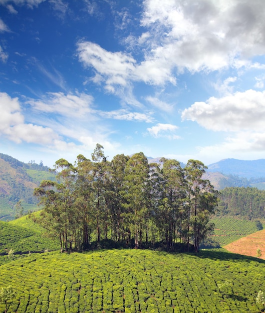 Piantagione di tè di montagna in India