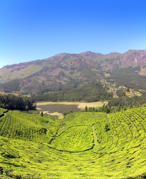 Piantagione di tè di montagna in India