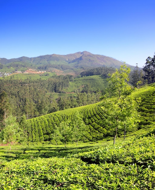 Piantagione di tè di montagna in India