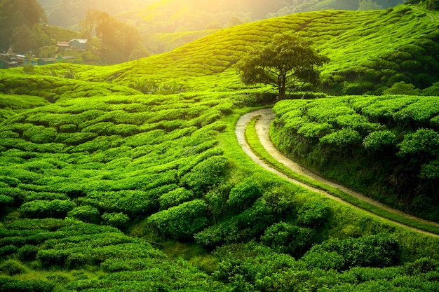 Piantagione di tè e albero solitario nel tempo del tramonto. Sullo sfondo della natura