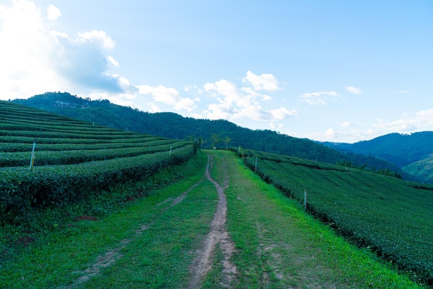 Piantagione di tè e piantagione di tè verde