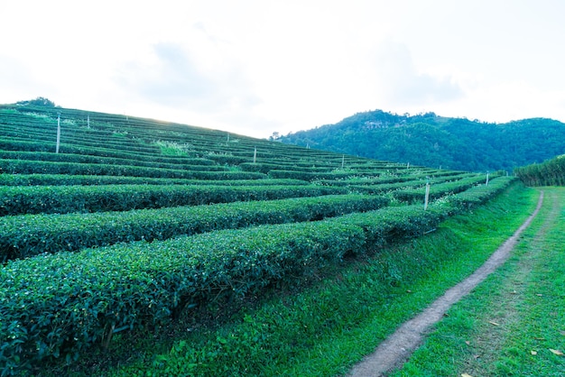 Piantagione di tè e piantagione di tè verde