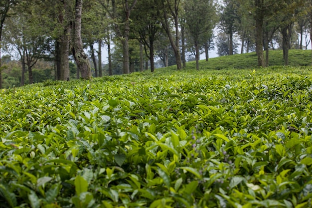 Piantagione di tè fresche foglie verdi