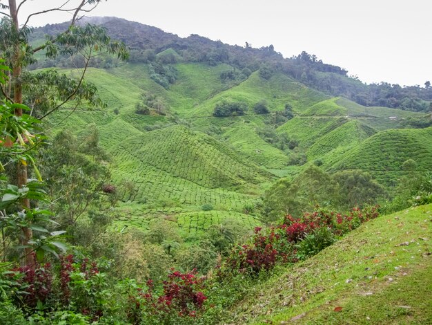 Piantagione di tè in Malesia