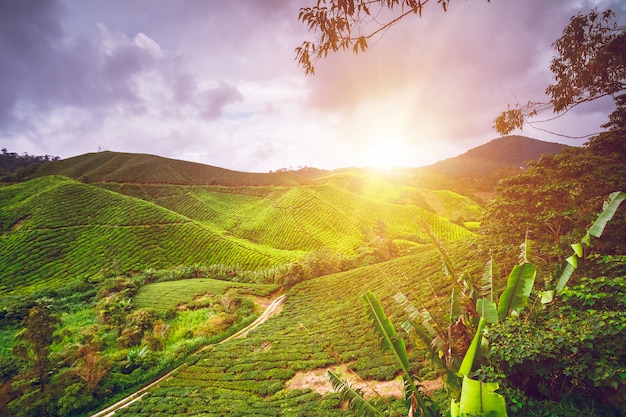 Piantagione di tè in Malesia