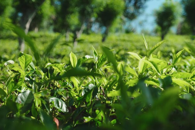 Piantagione di tè in Sri Lanka