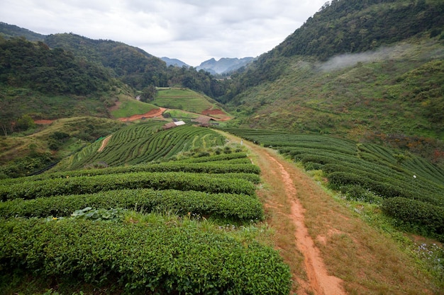 Piantagione di tè nel Doi Ang Khang Chiang Mai Thailandia