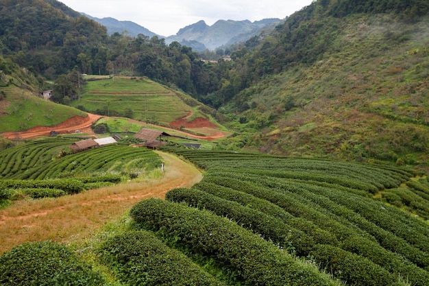 Piantagione di tè nel Doi Ang Khang Chiang Mai Thailandia