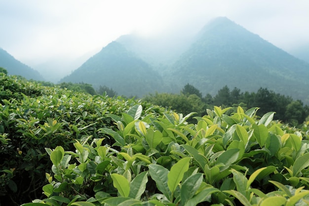 Piantagione di tè nelle nebbiose vette naturali delle montagne