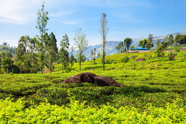 Piantagione di tè Nuwara Eliya