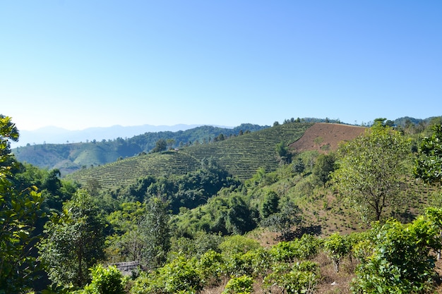 Piantagione di tè piantata sulla montagna