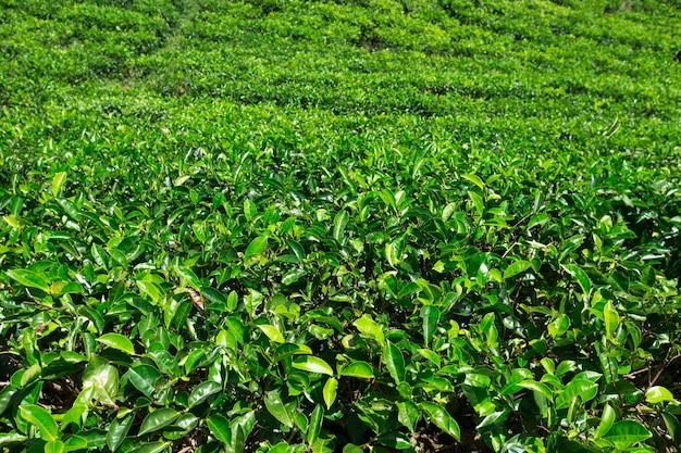 Piantagione di tè Sfondo della natura