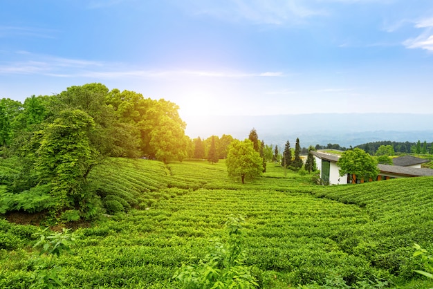 Piantagione di tè sulla cima della montagna