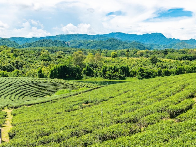 Piantagione di tè verde in Thailandia.