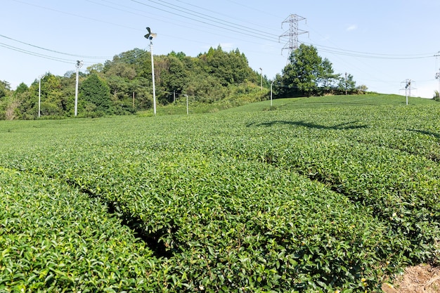 Piantagione di tè verde