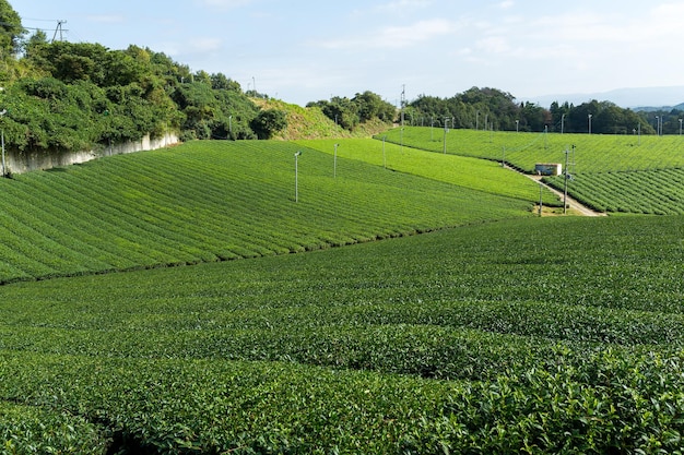 Piantagione di tè verde