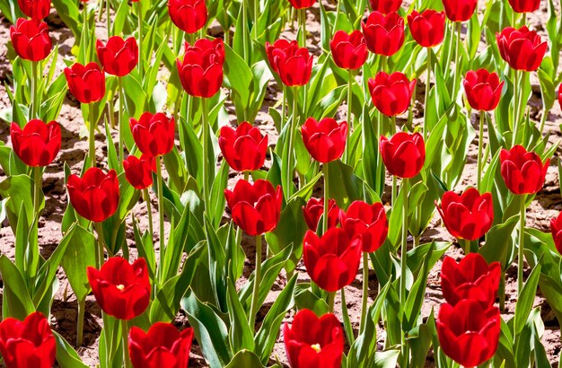 Piantagione di tulipani rossi in una giornata di sole. Sfondo di fiori di tulipani rossi