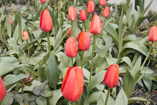 Piantagione di tulipani rossi
